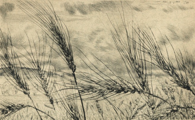 André Jacquemin - Blé primitif en Velay